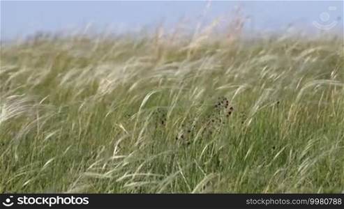 Wild flower on the background of a feather grass, stipa