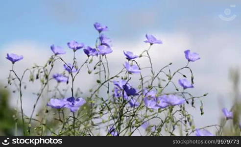 Wild flowers in the wind: Asian Flax (Linum austriacum)