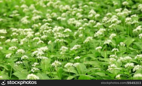 Wild garlic or Ramson