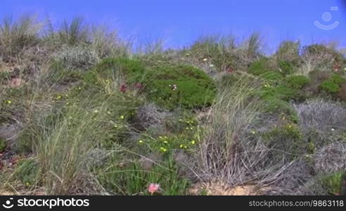 Wild-grown grass on a green meadow with flowers; Art of the Algarve in Portugal; light wind, blue sky.