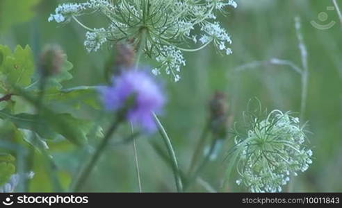 Wild herbs and flowers