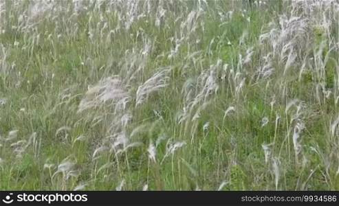 Wild plants on the meadow of a feather-grass, stipa