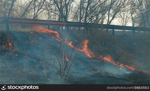 Wildfire on the side of the road