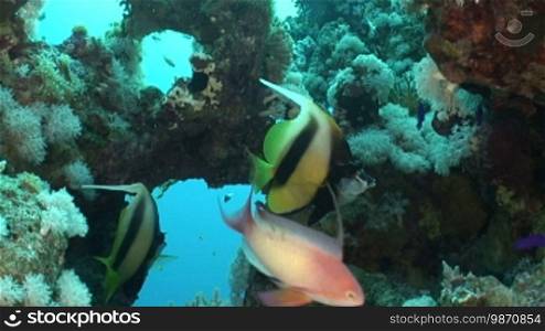 Wimpelfische im Korallenriff.