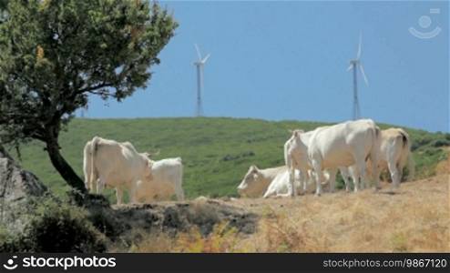 Wind turbines for renewable energy and cows in Sardinia, Italy (series)