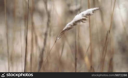 Winter grass. Nature background.