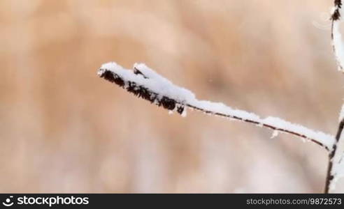 Winter grass. Nature background.