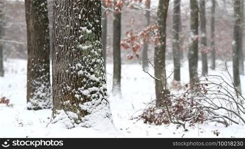 Winter snowfall in the oak forest