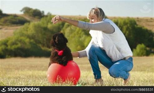Woman playing with puppy Newfoundland outdoor