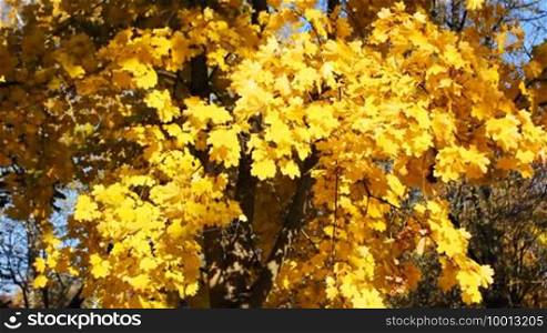 Yellow leaves rustle in the breeze on an autumn tree