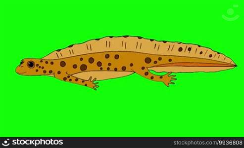 Yellow Newt Swimming. Animated footage isolated on green background.