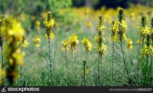 Yellow wild flowers, countryside shot