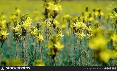 Yellow wild flowers, countryside shot