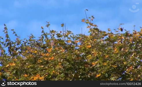 Yellowing trees in early autumn