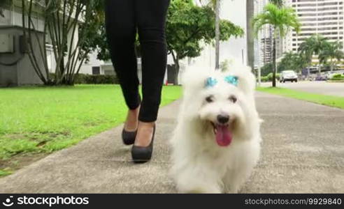 Young business woman walking to office with her little dog early morning. The pet is a puppy Maltese mixed with French Poodle. Concept of animal lovers and modern business lifestyle. Steadicam shot