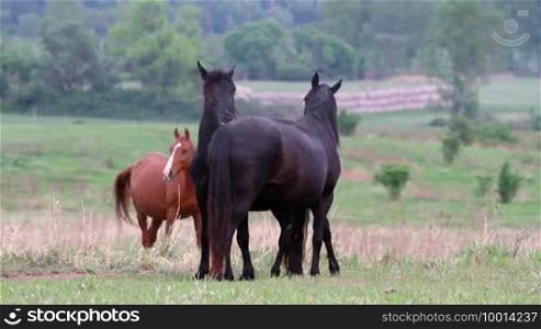 Young horses playing in the pasture