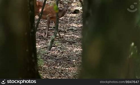 Young red deer