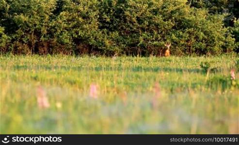 Young roe buck in the meadow