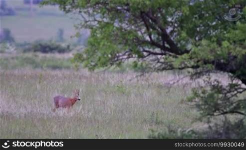 Young roe buck in the meadow in the dusk light