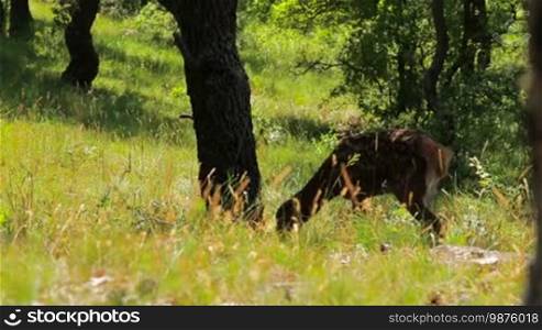 Young roe in the forest in spring