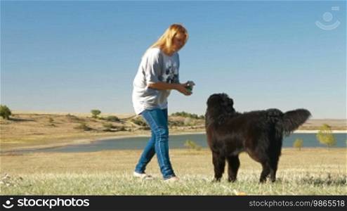 Young Woman Training Newfoundland Dog Outdoors