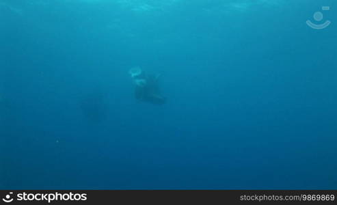 Zwei Mantarochen, Riesenmantas (Manta birostris), Mantaray, im Meer