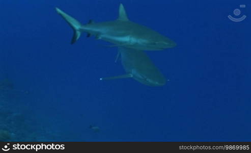 Zwei Silberspitzenhaie (Carcharhinus albimarginatus), silvertip shark, schwimmen im Meer.