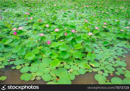 Vietnam flower, lotus flower bloom in pink, green leaf on water, lotus pond at Nha Trang countryside, Viet Nam, ecology environment so beautiful, harmony and amazing