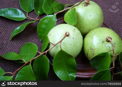 Vietnam fruit, milk fruit or star apple or Vu Sua, is special farm product that only Viet nam exported, close up of this nutrition, organic fruit with green leaf on brown background