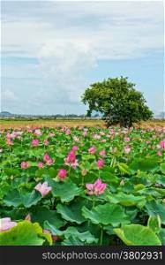 Vietnam travel at Mekong Delta, impression landscape of nature with lotus pond, flower blossom in vibrant pink, green leaf, beautiful petal make summer scene so amazing, large tree on the field