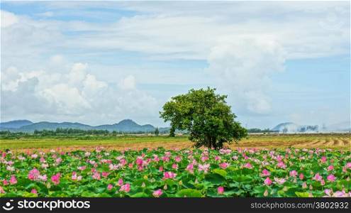 Vietnam travel at Mekong Delta, impression landscape of nature with lotus pond, flower blossom in vibrant pink, green leaf, beautiful petal make summer scene so amazing, large tree on the field