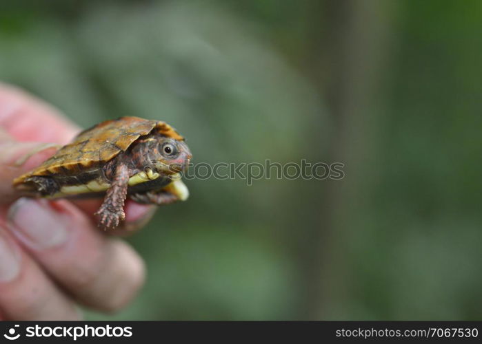 Vietnam wood turtle (Geoemyda spengleri)