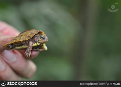 Vietnam wood turtle (Geoemyda spengleri)