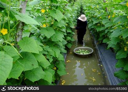 Vietnamese farmer work at cucumber garden to harvest product, man stand in water ditch to crop vegetables on cucumber plant, green leaf and yellow flower reflect on water