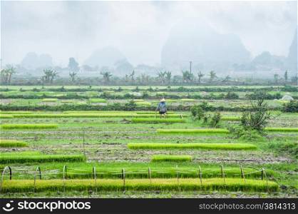 Vietnamese farmer working at rice field. Amazing view of village among limestone rocks at foggy morning. Ninh Binh, Vietnam travel landscapes and destinations