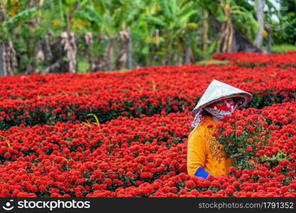 Vietnamese farmers working with red flowers garden in sadec, dong thap province, vietnam,traditional and culture concept