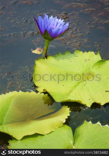 Vietnamese flower on water, waterlilly in violet, green leaf on lake, beautiful nature for travel