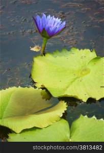 Vietnamese flower on water, waterlilly in violet, green leaf on lake, beautiful nature for travel
