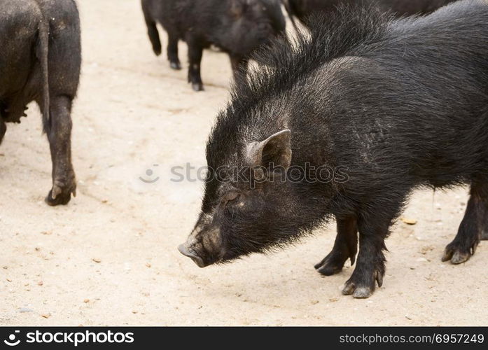 Vietnamese pigs on rural yard. Vietnamese pigs