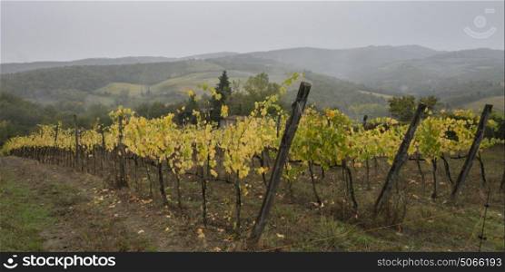 View a vineyard with fog in the valley, Chianti, Tuscany, Italy