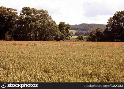 View across a field of corn with wild poppies growing in it
