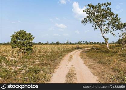 view african nature landscape with road trees