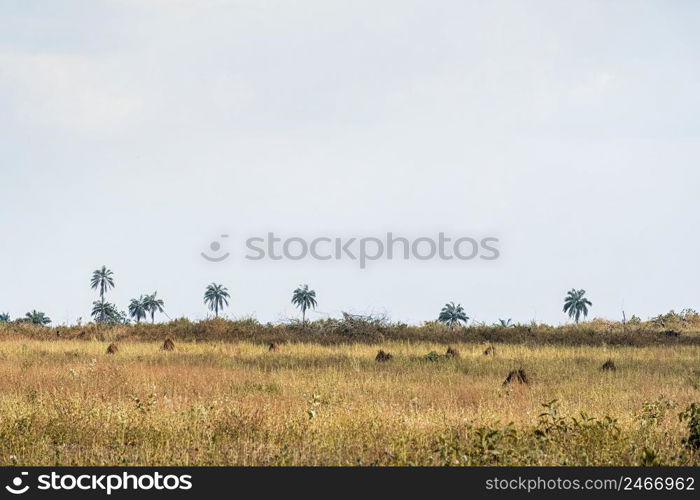 view african nature landscape with trees