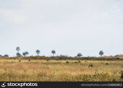 view african nature landscape with trees