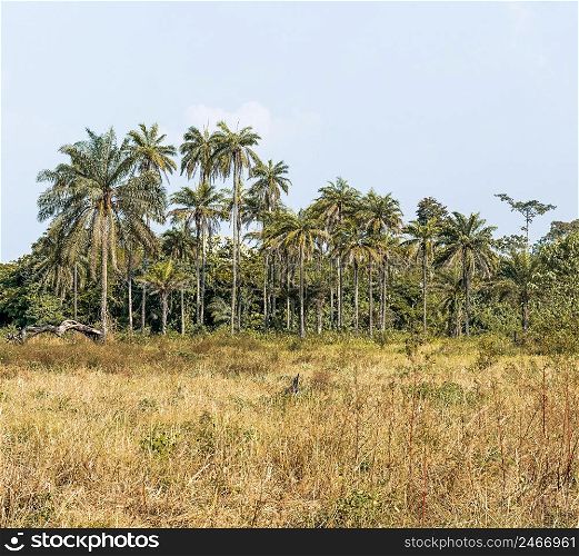 view african nature landscape with trees vegetation