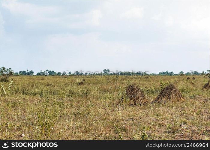 view african nature landscape with vegetation