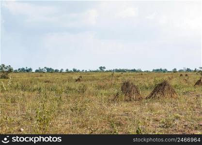 view african nature landscape with vegetation