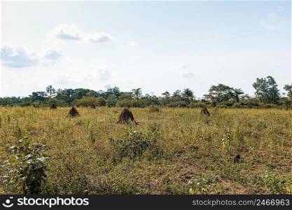 view african nature landscape with vegetation trees