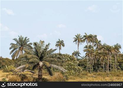 view african nature scenery with trees vegetation