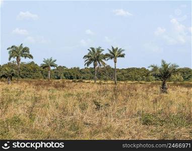 view african nature scenery with vegetation